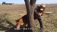 农场主带马儿出来遛弯，不料被卡在石缝中，真是既搞笑又心疼！