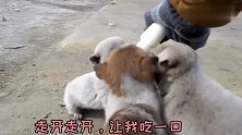 路边捡回的三只小奶狗,每天看着它们吃饭,太好玩了