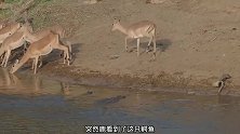 这只疣猪真惨，喝口水被鳄鱼袭击