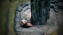 熊猫正打盹，饲养员突然放水，下一秒忍住别笑！