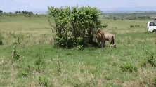 雄狮找树荫：在草原上，树荫可是稀缺物