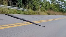巴西一条5米多长蟒蛇横穿公路 司机纷纷停车避让