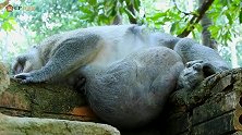可怜的查理老猴子看上去很疲惫，肚子越来越大，肿瘤越来越严重！