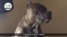 世界第一“猛犬”，3分钟咬死200斤的高加索，专家：最好不养