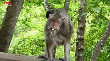 猴妈驮住小猴，小猴却很生气，因为猴妈不关心它！