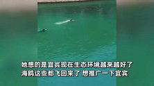 四川宜宾竟看到了“美人鱼”，清澈江水中人鱼共游，围观路人“投喂”馒头