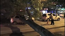 祸从天降！大树突然倒下砸中轿车致其变形，所幸车上四人无碍