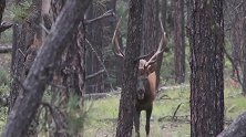 实拍女猎人狩猎麋鹿，准狠快，一枪放倒一头600的公麋鹿！