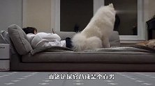 我等了你一天，你回来就玩手机，暴怒的萨摩耶差点把主人惹哭