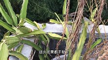 小鸟从三楼飞下去还想飞上来，可惜实力不允许，这飞行能力是鸟吗