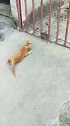 猫：快陪我玩儿，不然我吃了你！