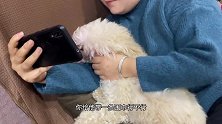 主人“逼迫”狗狗给自己暖手，狗狗委屈的像个孩子快哭了！太逗了