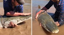 美国：8英尺长“恐龙鱼”在河中被捕获，估计约75岁