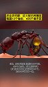 红火蚁已传播至我国435个县市区，攻击性强、叮咬毒性大！