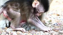 小猴子老是动来动去，除了好奇它们是真的饿了
