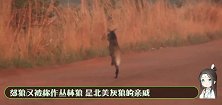 谁说狗怕狼，杜宾犬单挑5头狼，狼群认怂不敢应战，真正的狗