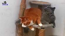 胖橘猫精力旺盛见谁撩谁，胖公猫满脸无奈没了脾气，这手太欠了