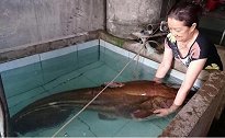 小伙钓到160斤大鲶鱼 饭店女老板：第一次买这么大的