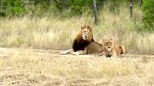 动物版的宫斗戏，雄狮与雌狮之间的恩怨情仇太精彩了