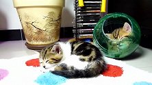 好萌的两只猫咪，这只睡着的猫咪，我能抱走吗