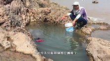大潮搞临岸海藻坑，鱼蟹吓得直往缝里钻，阿辉拽出一看这条够大
