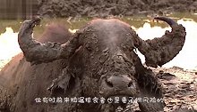 水牛在泥潭玩得正欢，突然一只雄狮扑了过来，结果悲剧了