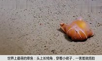 世界上最萌的章鱼头上长犄角,穿着小裙子,一害羞就捂脸