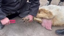 羊主见师傅修蹄手痒痒，操起柳叶小刀过手瘾，一会羊蹄血肉模糊