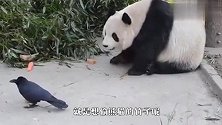熊猫正在吃竹子，突然一只乌鸦飞了过来，接下来忍住别笑