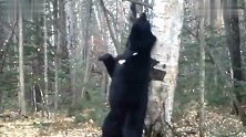 一只黑熊奇痒难耐靠着大树热舞起来
