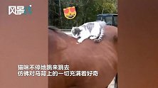猫咪赖在马背上蹦跶死活不下地 马儿给它一个眼神自行体会