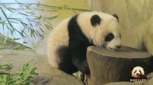 熊猫宝宝竹莉娜想爬上木桩，结果不小心摔了一跤，好萌