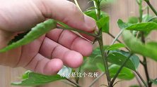 木槿花花谢后，做好3个养护管理，复花更容易