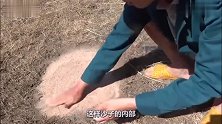 用沙子也能烤鸡蛋老外将它们埋进去，拿出来后真的能吃吗