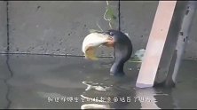 鹈鹕河中抓鱼，谁料竟是“翻车现场”，被鱼儿当即一棒打懵了！