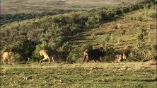 真给雄狮丢脸！两头雄狮加帮手，伤不了野牛的分毫
