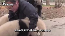 熊猫粉丝公敌《江左梅梅》