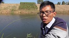 野钓，对着棉花地打个窝，连竿大板鲫