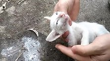 流浪猫奄奄一息躺在地上，男子用特殊的方法治活了它，令人感动！