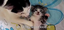 猫咪只生了一只独苗宝宝，宝贝的不要不要的，睡觉都要搂着