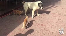 凶悍的阿拉拜被两只橘猫攻击，没想的你是这么“怂”的狗子
