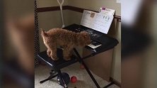 小狗好棒啊，都能弹电子琴了，不知道是怎么学会的！