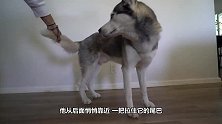 踩住哈士奇的爪子不松开会怎样？男子作死测试，看完憋住别笑