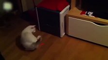 主人给猫咪买了个激光笔玩具，下一秒猫咪反应，主人乐坏了