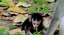 新生小猴杰登真是可爱，水汪汪的大眼睛，猴妈妈生怕照顾不好！