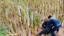 为毁毒品证据，男子趴水田打滚，妻子岸上急哭：拿出来，我等你！