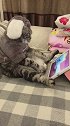 猫主人放的动画片还挺好看的！