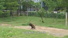鸡大摇大摆闯入鳄鱼领地，还四处巡视，鳄鱼：你当我是瞎的吗？