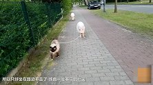 国外街边2头猪成精 叼着绳子在遛猫