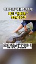 罕见！宁夏泾河泾源段首次发现野生“娃娃鱼”，年龄约50岁！